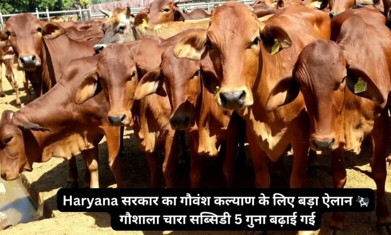 Haryana सरकार का गौवंश कल्याण के लिए बड़ा ऐलान 🐄 गौशाला चारा सब्सिडी 5 गुना बढ़ाई गई