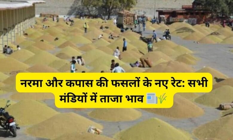 Mandi Bhav: नरमा और कपास की फसलों के नए रेट: सभी मंडियों में ताजा भाव 📰🌾