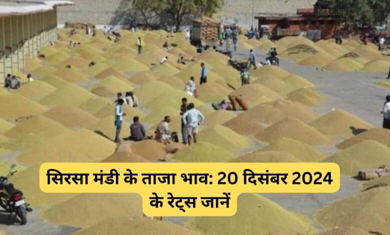 सिरसा मंडी के ताजा भाव: 20 दिसंबर 2024 के रेट्स जानें