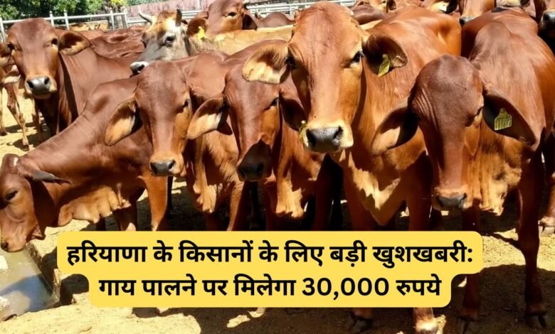 हरियाणा के किसानों के लिए बड़ी खुशखबरी: गाय पालने पर मिलेगा 30,000 रुपये का इनाम