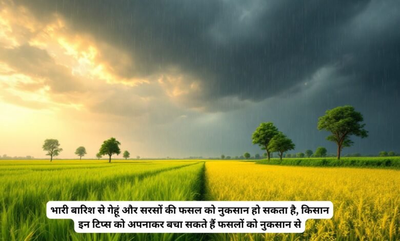 भारी बारिश से गेहूं और सरसों की फसल को नुकसान हो सकता है, किसान इन टिप्स को अपनाकर बचा सकते हैं फसलों को नुकसान से